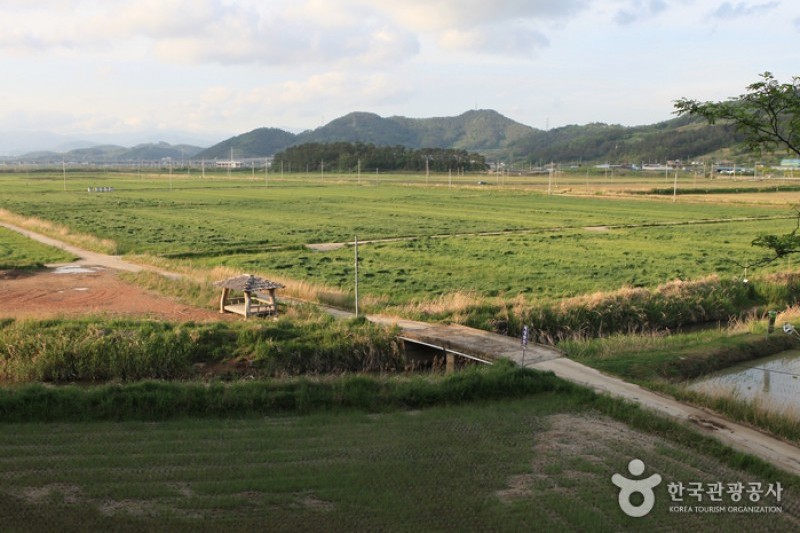 順天灣濕地  (32/70)