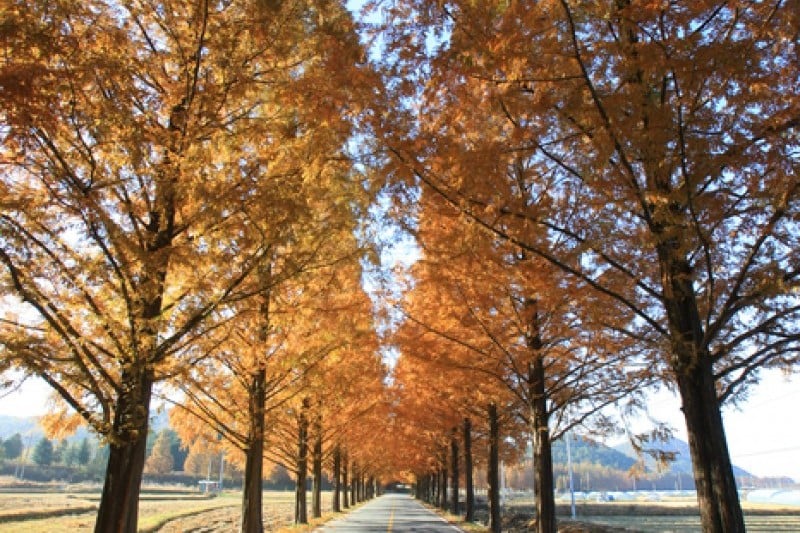 潭陽水杉林蔭道