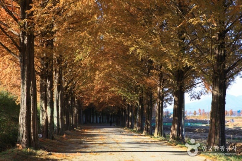 潭陽水杉林蔭道