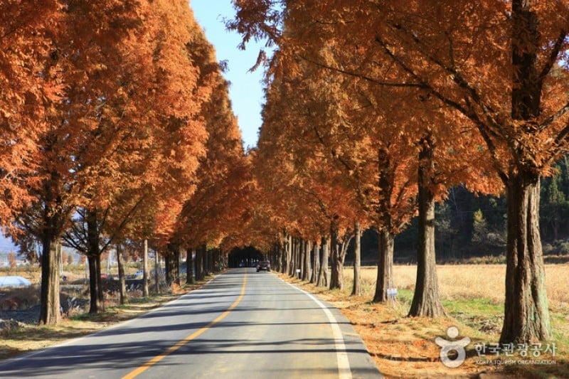 潭陽水杉林蔭道