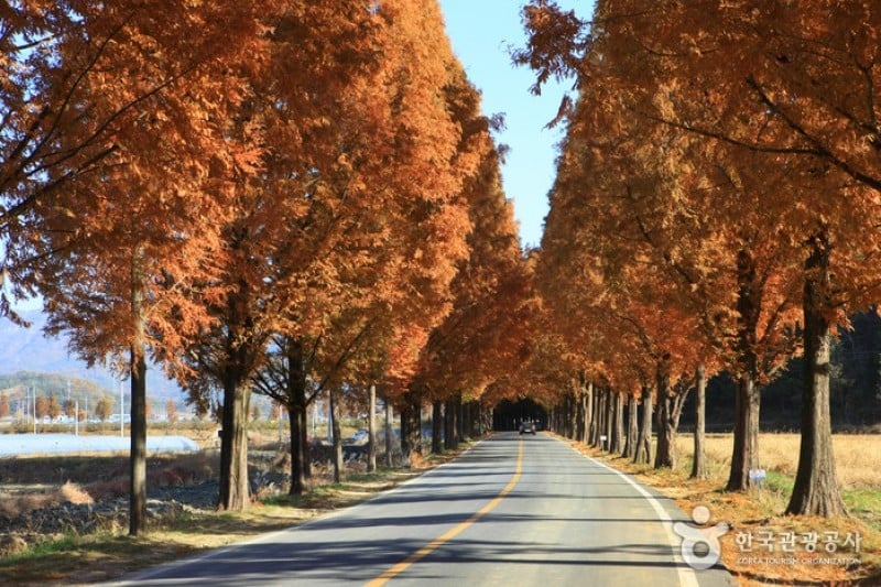 潭陽水杉林蔭道