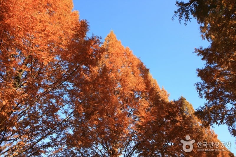 潭陽水杉林蔭道