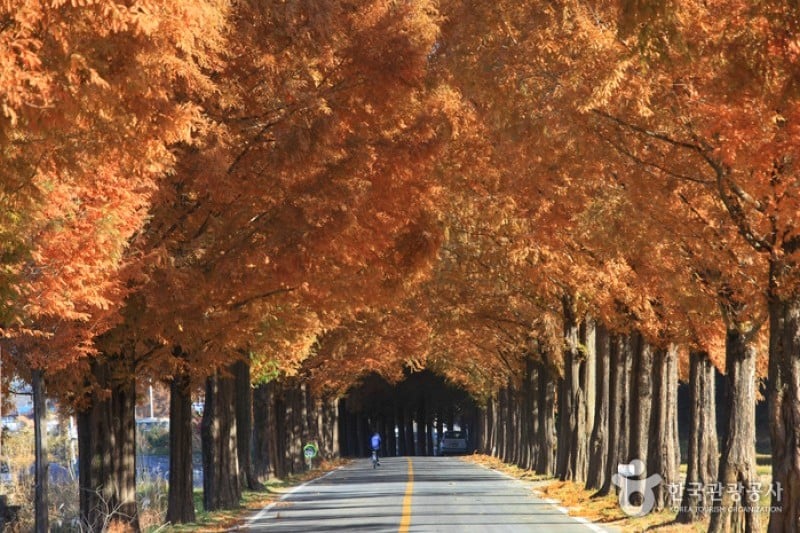 潭陽水杉林蔭道
