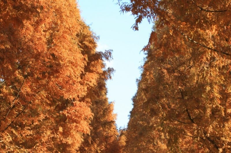 潭陽水杉林蔭道