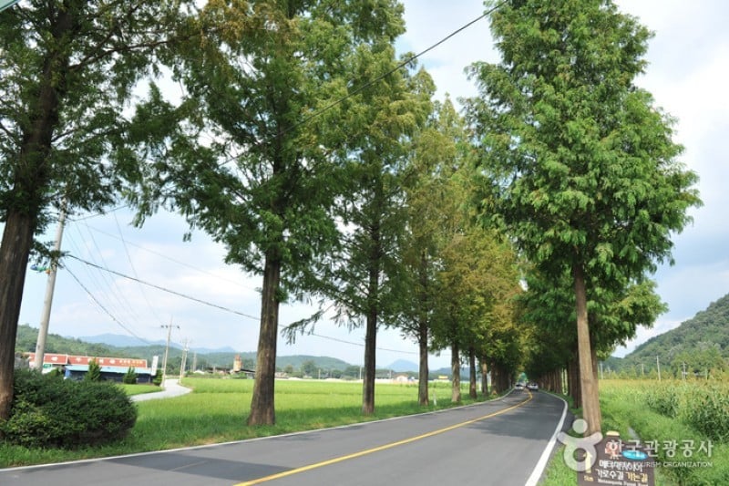 潭陽水杉林蔭道