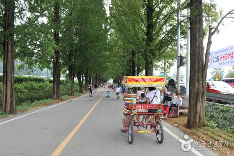 潭陽水杉林蔭道
