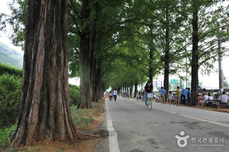 潭陽水杉林蔭道