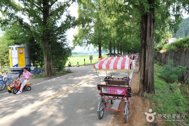 潭陽水杉林蔭道