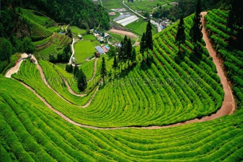 寶城綠茶園大韓茶園