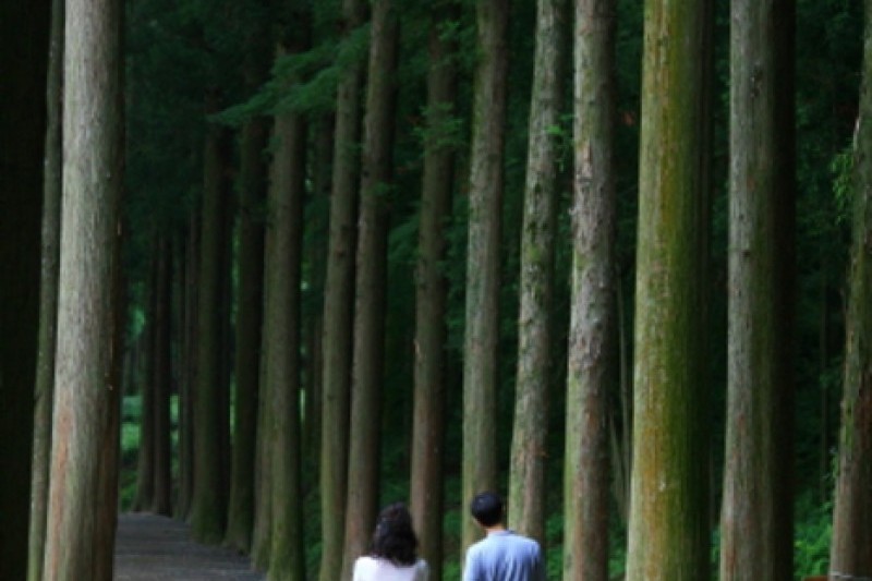 寶城綠茶園大韓茶園
