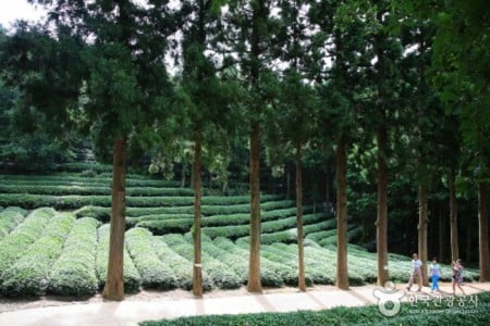寶城綠茶園大韓茶園