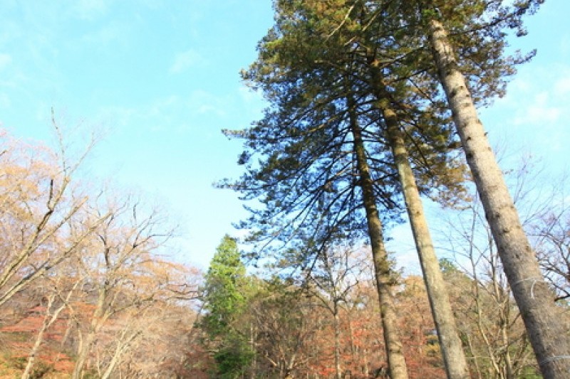仙巖寺 (17/21)