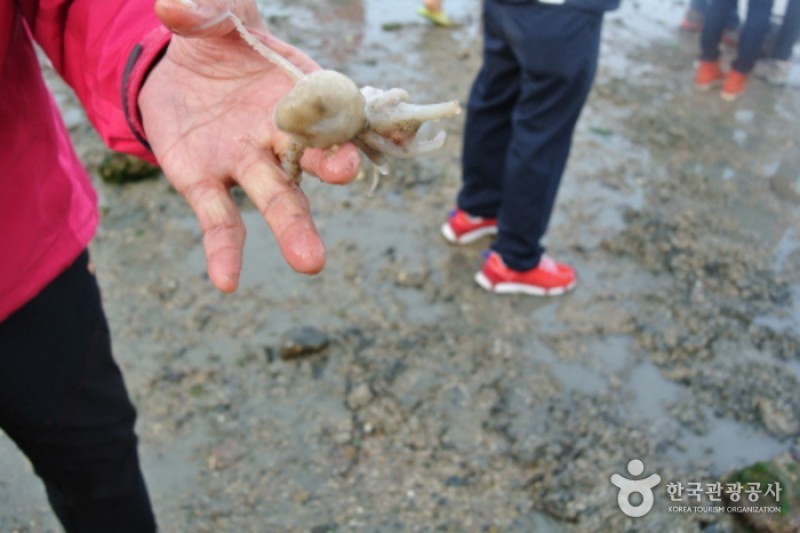 珍島神秘海路慶典