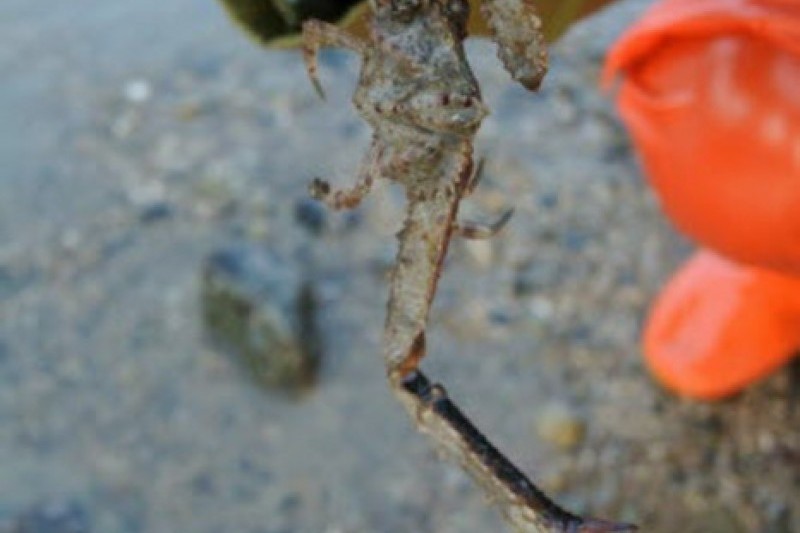 珍島神秘海路慶典