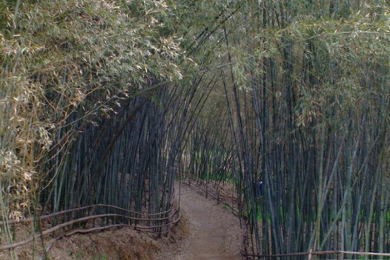 竹林谷主題公園