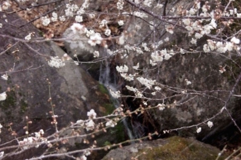 光陽梅花節