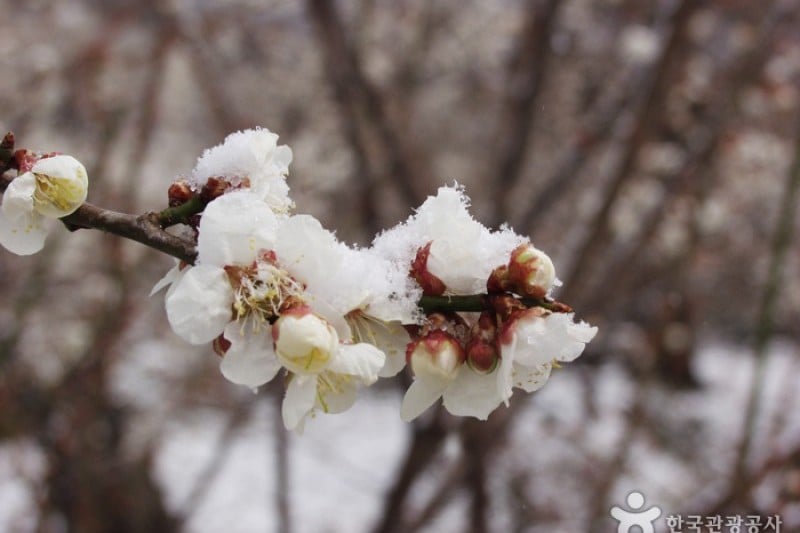 光陽梅花節