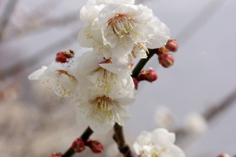 光陽梅花節
