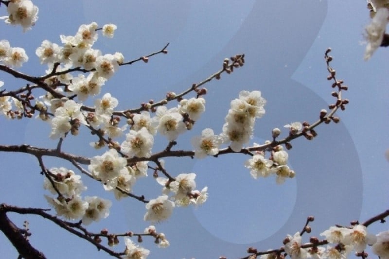 光陽梅花節