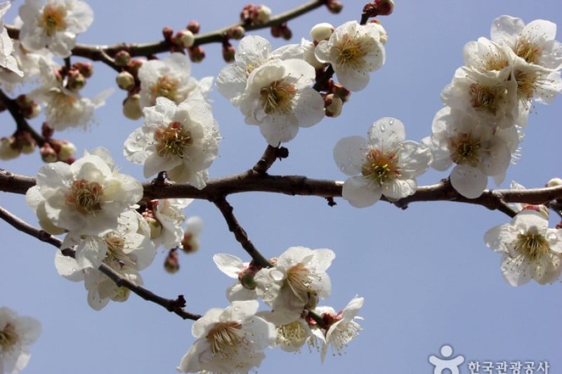光陽梅花節