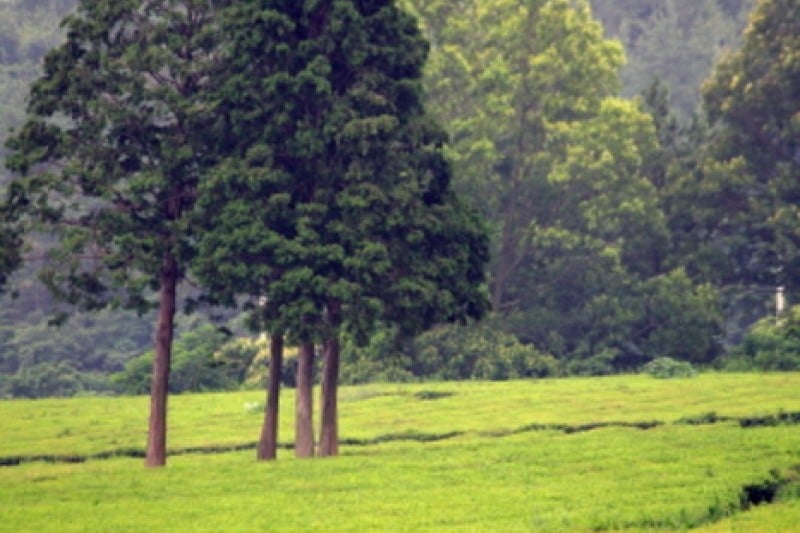 Botjae茶園 (1/4)