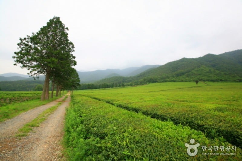 Botjae茶園 (2/4)