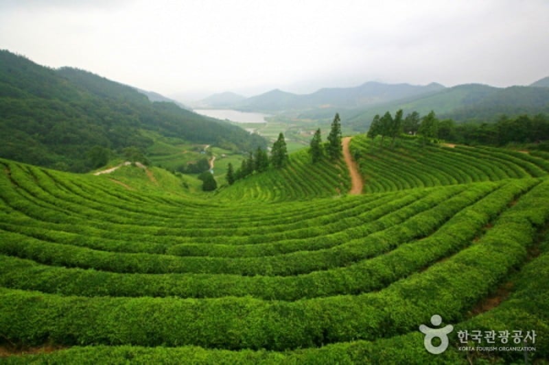Botjae茶園 (3/4)