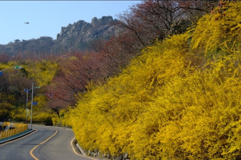 木浦儒達山花卉節