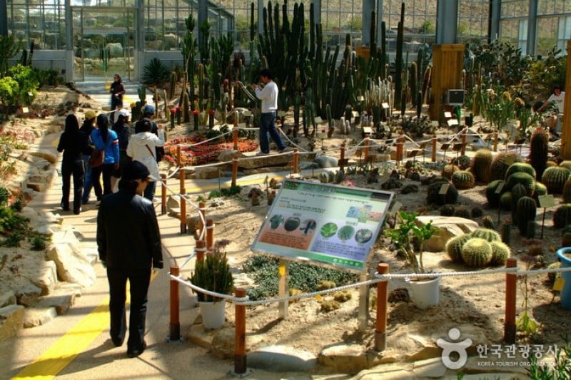 莞島樹木園 (11/13)