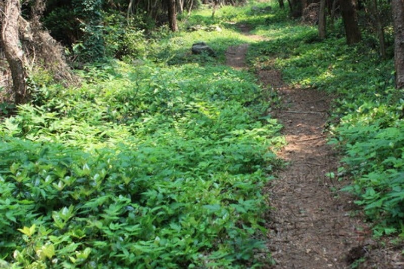 青山島慢活健行節 (11/13)