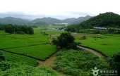 全羅南道康津茶園