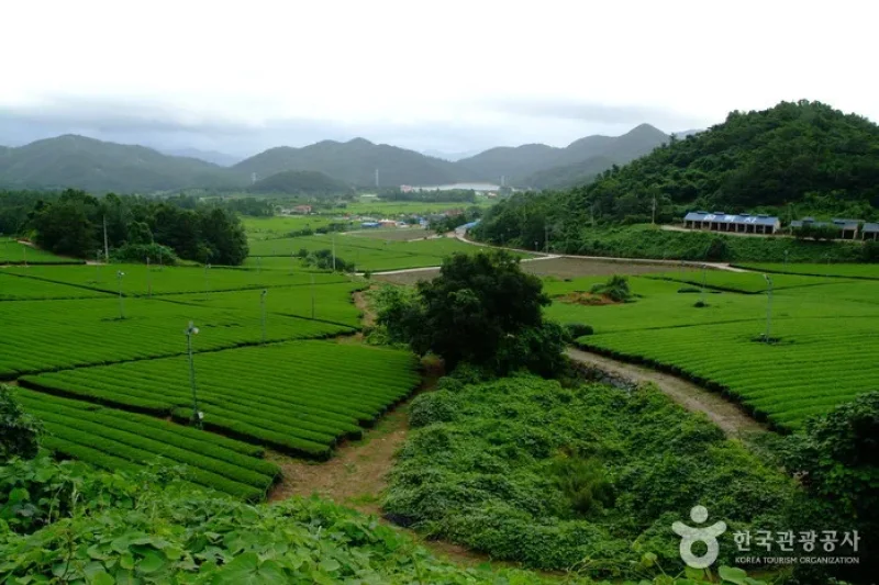 全羅南道康津茶園 (1/8)