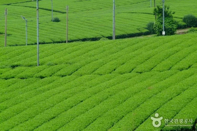 全羅南道康津茶園 (2/8)