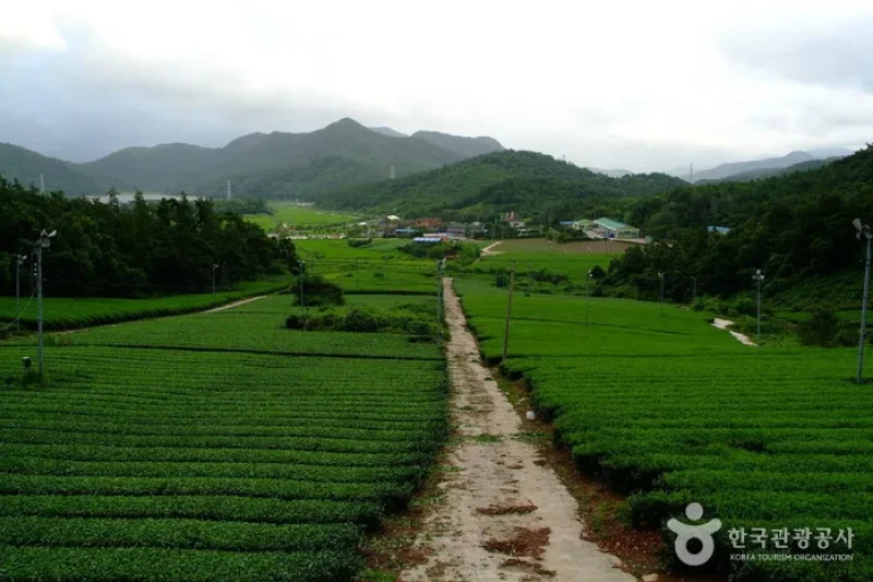 全羅南道康津茶園 (5/8)