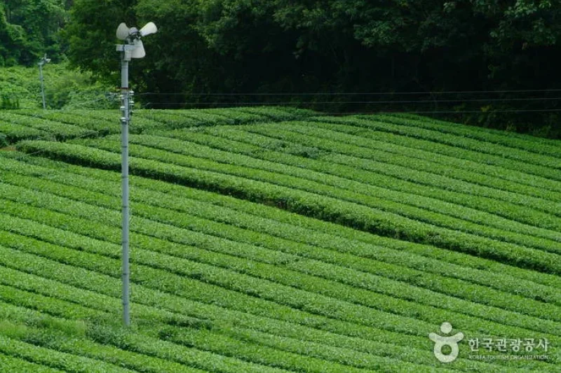 全羅南道康津茶園 (6/8)