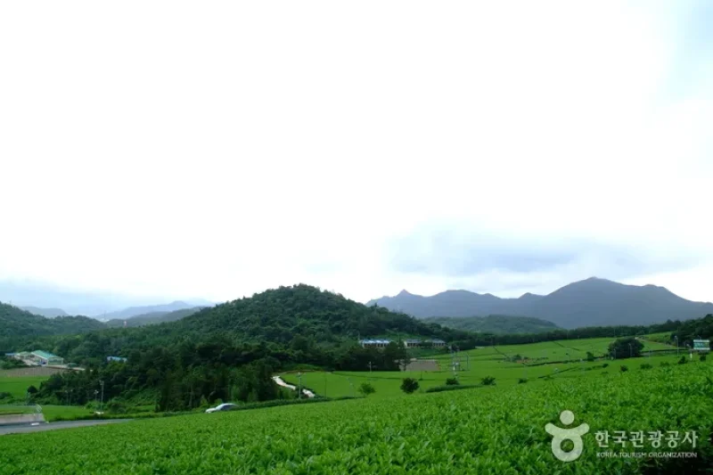 全羅南道康津茶園 (7/8)