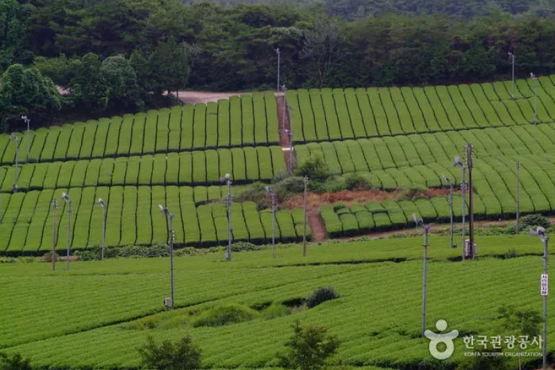全羅南道康津茶園 (8/8)