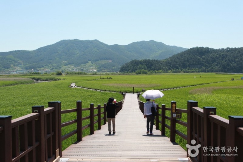 順天灣濕地  (67/70)