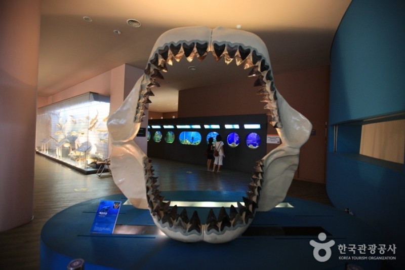 木浦自然史博物館