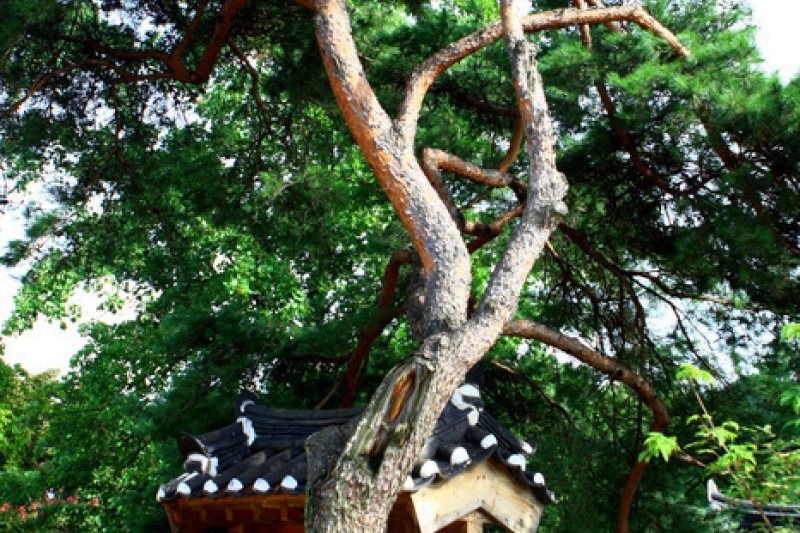 安東河回村[UNESCO世界文化遺產]