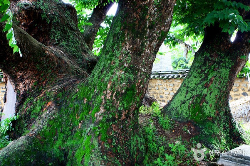 安東河回村[UNESCO世界文化遺產]