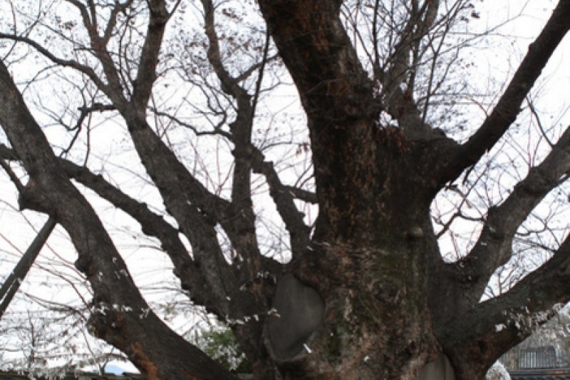 安東河回村[UNESCO世界文化遺產]