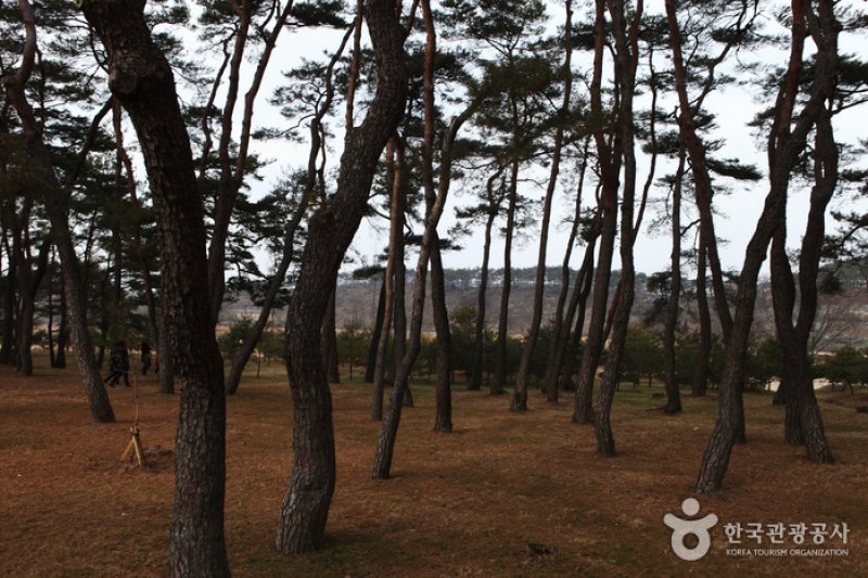安東河回村[UNESCO世界文化遺產]