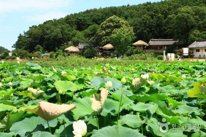 慶州良洞村[UNESCO世界文化遺產] (6/45)