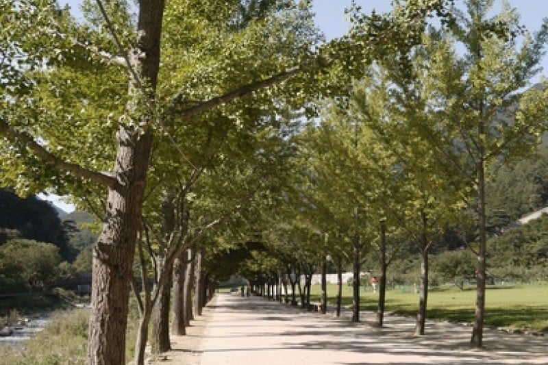 聞慶鳥嶺道立公園 (24/46)