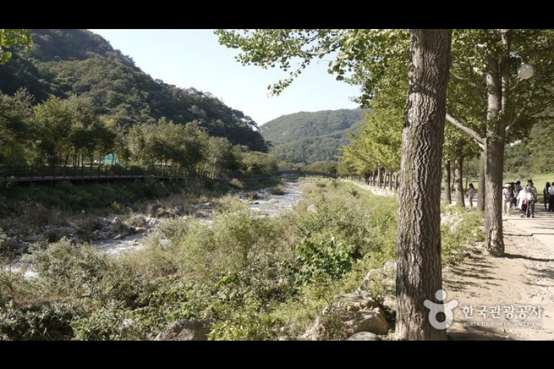 聞慶鳥嶺道立公園 (26/46)