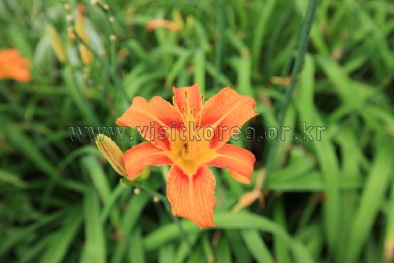 伽倻山野生花植物園