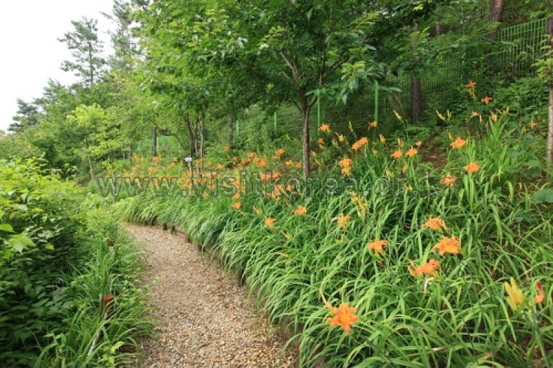 伽倻山野生花植物園