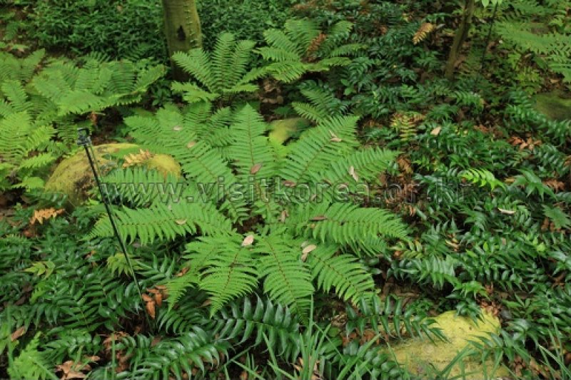 伽倻山野生花植物園