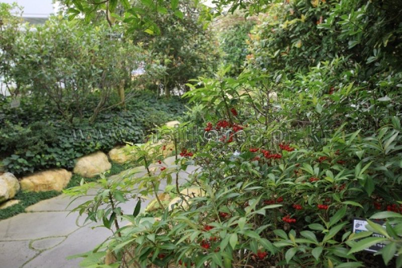 伽倻山野生花植物園